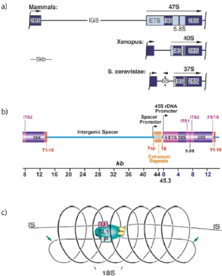 Figure 1.1: L'organisation des gènes d'ARNr. a) Organisation des gènes d'ARNr chez les mammifères, le Xénope  X