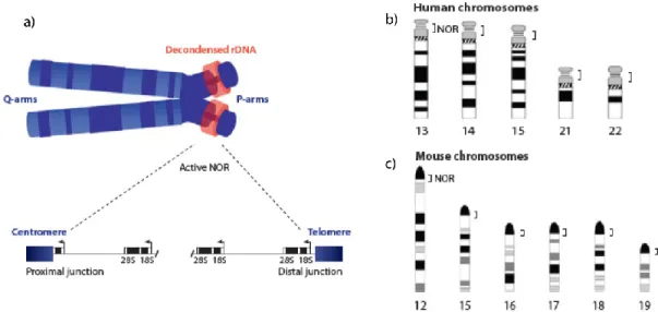 Figure  1.2:  Régions  organisatrices  du  nucléole.  a)  Localisation  des  NORs  sur  le  schéma  représentant  le  chromosome 15 humain