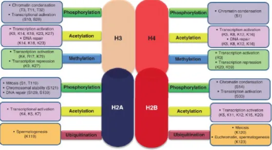 Figure 1.7: Modifications post-traductionnelles majeures des histones et leur rôle biologique