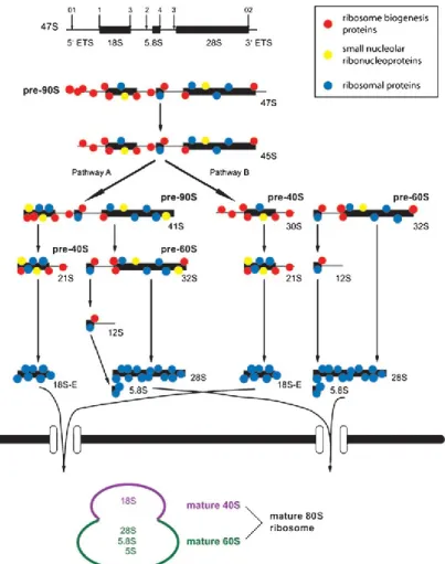 Figure 1.9: Modèle représentant la maturation de l'ARNr et l'assemblage des ribosomes matures chez l'humain
