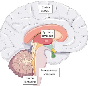 Figure  2  Les  structures  nerveuses  impliquées  dans  le  contrôle  respiratoire.  L’acte  respiratoire  met  en  jeu  différentes  parties  du  système  nerveux  central  selon  qu’il  soit  volontaire  ou  spontané