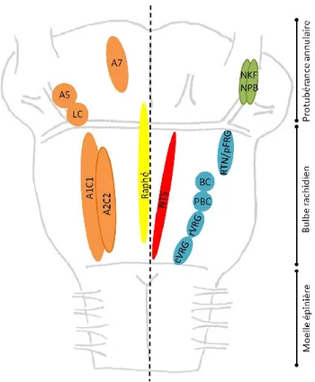 Figure 3 Noyaux et groupes neuronaux du tronc cérébral impliqués dans la genèse  et le contrôle du rythme respiratoire