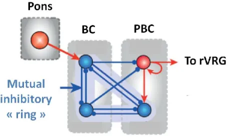 Figure 5 Le réseau inhibiteur proposé comme générateur du rythme respiratoire. Il  est  postulé  que  le  patron  normal  de  respiration  en  3  phases  soit  généré  par  des  populations neuronales inhibitrices interconnectées (en bleu) qui forment une 
