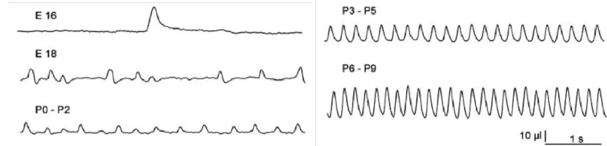 Figure  7  Paramètres  respiratoires  chez  la  souris  en  cours  de  développement.  Les  tracés  représentent  des  enregistrements  pléthysmographiques  représentatifs  de  la  ventilation  des  souris  à  différents  âges  post-nataux