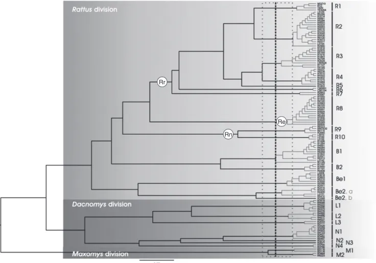 Fig. 1. Rattini ultrametric tree obtained with Multidivtime (freeware, available at http://statgen.ncsu.edu/thorne/multidivtime.html, accessed 10 March 2015) and clusters of specimens recognised as putative species by the method of Pons et al