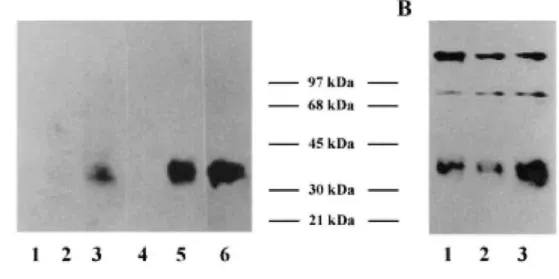 Figure 7: Up-regulation of VEGF synthesis. VEGF production was analysed by Western blotting as described in  Materials and methods, using in A, the AB1442 anti-VEGF antiserum and in B, a monoclonal anti-VEGF  antibody (V-4758): conditioned medium of the MC