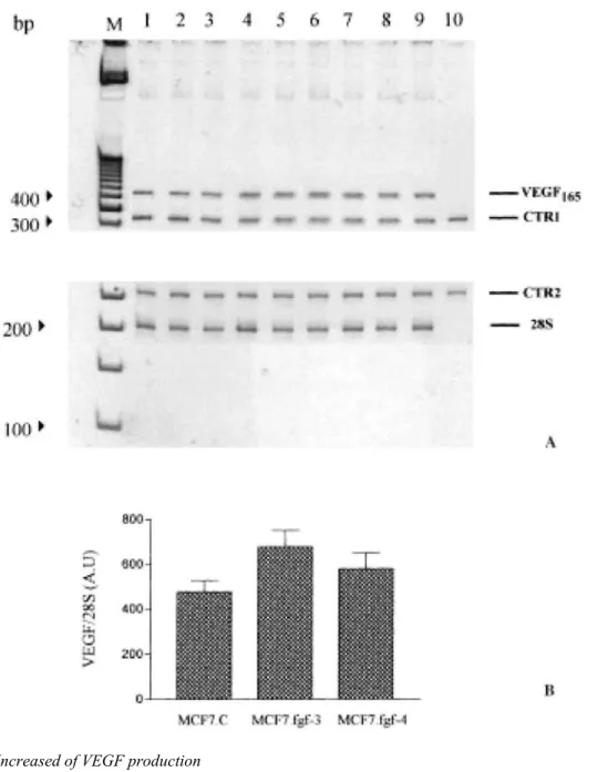 Figure 8: Expression of VEGF 165  mRNA. (A) mRNAfor VEGF 165  was measured by RT-PCR in MCF7.C, MCF7  fgf-3 and MCF7.fgf-4 cells