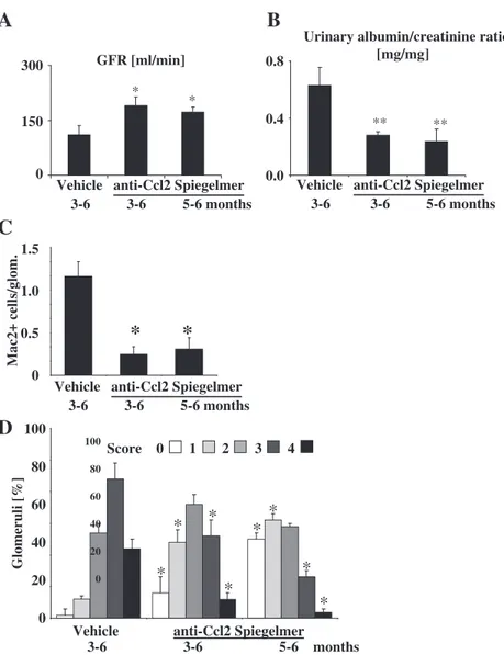 Fig. 3. Ccl2 blockade improves kidney disease in db/db mice. Uninephrectomized db/db mice were treated either with vehicle or anti-Ccl2 Spiegelmer from months 3–6 or Spiegelmer from months 5–6, respectively