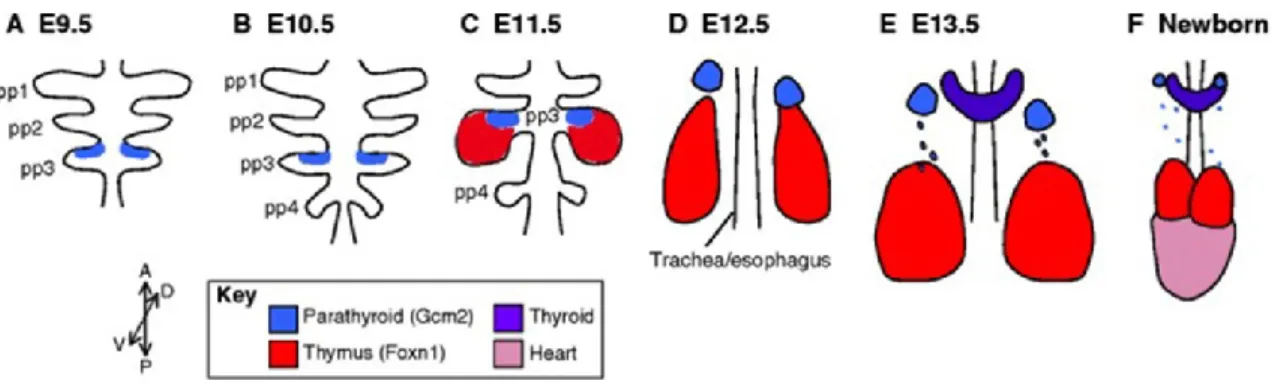 Figure  1 :  Développement  du  thymus  murin.  Les  axes  antérieurs  (A),  postérieurs  (P),  dorsaux (D) et ventraux (V) sont indiqués par les flèches