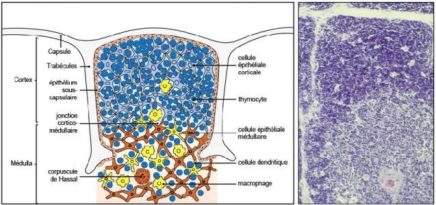 Figure  2 :  Organisation  du  thymus  humain.  Le  cliché  à  droite  montre  une  coupe  du  thymus  humain,  coloré  à  l’hématoxyline-éosine