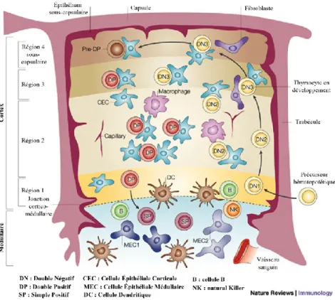 Figure  3 :  Localisation  des  thymocytes  dans  le  thymus  selon  leur  stade  de  développement