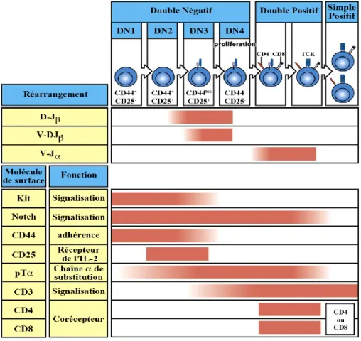 Figure 4 : Relation entre le stade de développement des thymocytes, le réarrangement  des  gènes  du  TCR  et  l’expression  des  protéines  de  surfaces