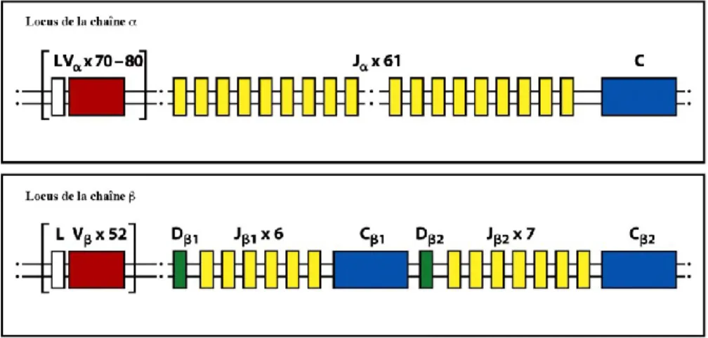 Figure  5 :  Organisation  germinale  du  locus  des  chaines    et    du  TCR.  Adaptée  de  Janeway’s Immunobiology