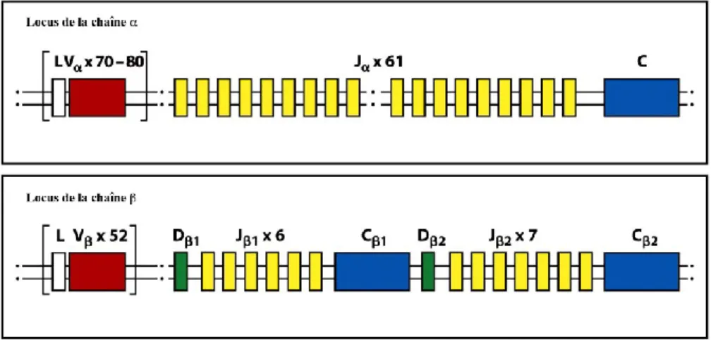 Figure  5 :  Organisation  germinale  du  locus  des  chaines    et    du  TCR.  Adaptée  de  Janeway’s Immunobiology