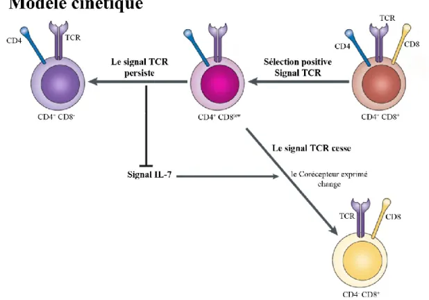 Figure 8 : Le modèle cinétique pour l’orientation des thymocytes dans la voie CD4 +  ou  CD8 + 