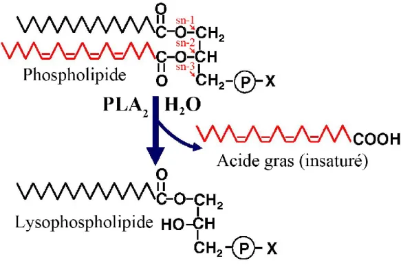 Figure  10 :  Réaction  catalysée  par  les  PLA 2   sur  un  phospholipide.  Adaptée  de  Murakami et al