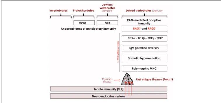 FIGURE 1 | Integrated evolution of the immune and neuroendocrine systems. Neuroendocrine principles are evolutionarily ancient and did not evolve extensively except by gene duplication and differential RNA splicing.