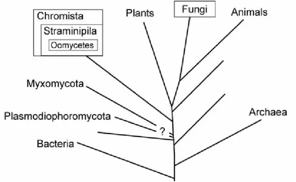 Figure 1.2 Relationship between organisms referred to as fungi (adapted from Rossman and Palm  2017)