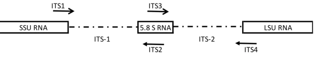 Figure 1.12: Internal transcribed spacer region and ITS primers 