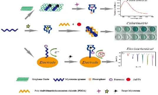 Figure 1-2: Principle illustration of fluorescence, colorimetric and electrochemical aptasensor  for the detection of small molecule mycotoxins