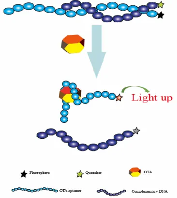 Figure 1-3: Schematic representation of the fluorescent aptasensor for OTA determination  based on the conformational of aptmer