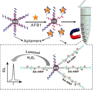 Figure 1-7: Schematic illustration of chemiluminescent aptasensor for AFB1 determination  by using HCR signal amplification