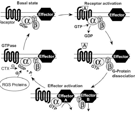 Figure I-3 : G protein activation cycle for a GPCR interacting with an agonist (Offermanns, 2003)