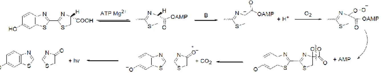 Figure I-16 : Oxidation of luciferin into oxoluciferin with emission of a photon (hv)  (Shinde et al., 2006) 