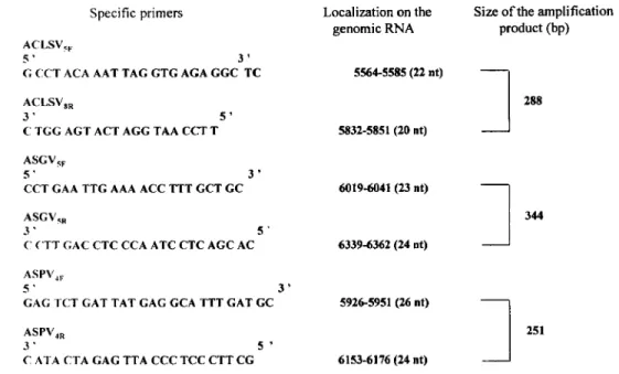 Fig. 1 Specific primers  selected  for the  RT-PCR  detection of  ACLSV.  ASGV  or  ASPV
