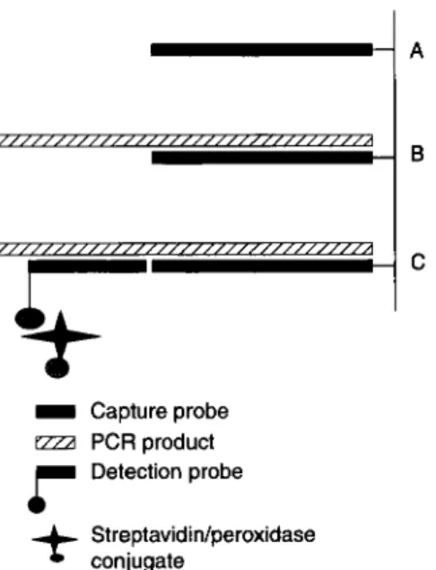 Fig.  2 Design  of  ELOSA  system  (Lambdatech  S.A.)  for  detection  of  specific RT-PCR amplification  products