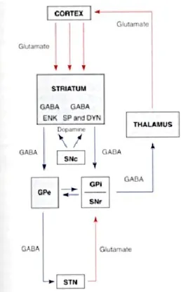 Figure 4. Le circuit moteur des GB. 