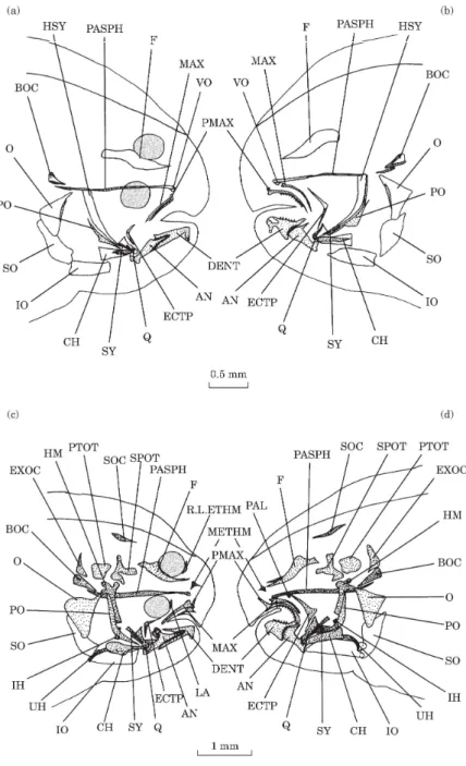 Fig. 5. Solea solea: right lateral (a) and left lateral (b) views of the osteocranium of a 23 day old fry; right lateral  (c)  and  left  lateral  (d)  views  of  the  osteocranium  of  a  26  day  old  fry