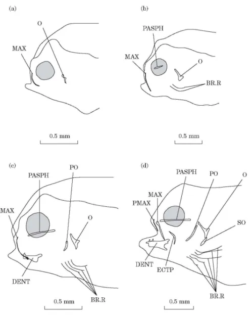 Fig. 1. Solea solea: (a) lateral view of the osteocranium of a 4 day old fry; (b) lateral view of the osteocranium of  a 6 day old fry; (c) lateral view of the osteocranium of a 8 day old fry