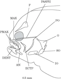 Fig. 3. Solea solea: lateral view of the osteocranium of a 16 day old fry. Branchiostegal rays and dermal toothed  plates are not indicated