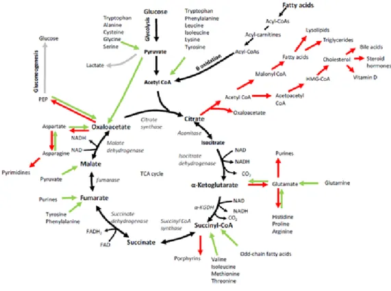 Figure 1.2 Le cycle de Krebs et les réactions anaplérotiques en vert et cataplérotiques en  rouge