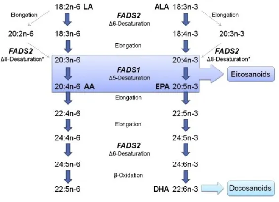 Figure 1.3 Voies métaboliques pour la synthèse des AGPI à très longues chaînes à partir  des acides gras essentiels