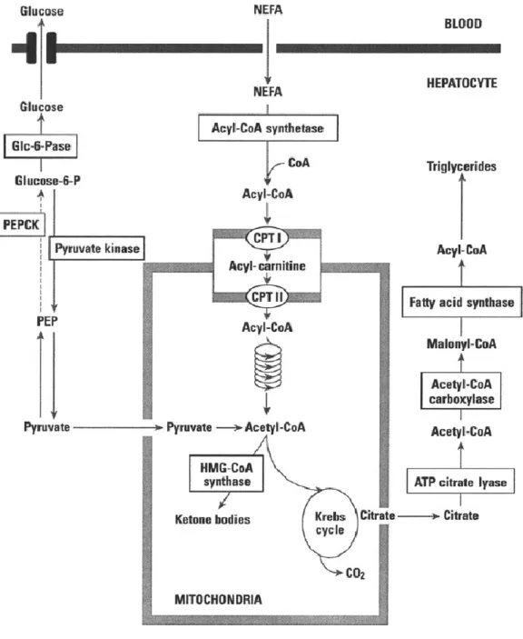 Figure 1.4 Origine des acides gras permettant la synthèse des TG. [166] 