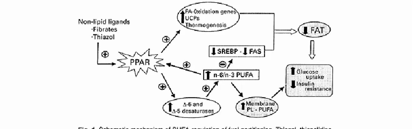 Figure  1.6  Impact  des  AGPIs  sur  la  régulation  des  facteurs  de  transcriptions  (PPARs  et  SREBF1)