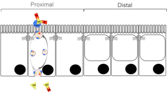 Figure 3. The proximal – distal axis in the small intestine during the suckling period in rats