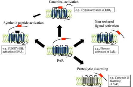 Figure 4. Protease Activated Receptors (PAR) activation mechanisms: PAR2 as an example