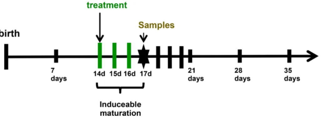 Figure 6. Experimental model of precocious induced maturation. 