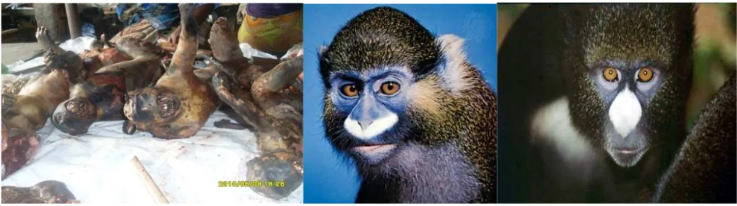 Fig. 6. (a) Gauche et milieu : carcasses et photo de singe Moustac (Cercopithecus cephus -  sources : enquête Mbete et al