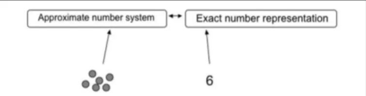 FIGURE 1 | A two semantic number representation model with an approximate representation for non-symbolic numbers and an exact representation for symbolic numbers.