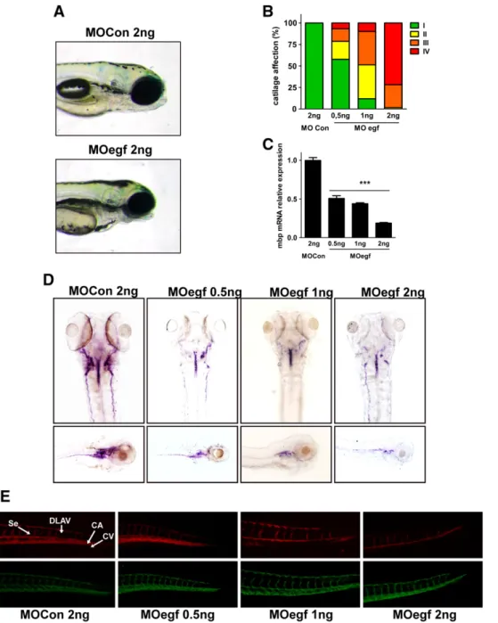 Fig. 1. Developmental defects as a result of egf knock down in 96 hpf zebraﬁsh embryos