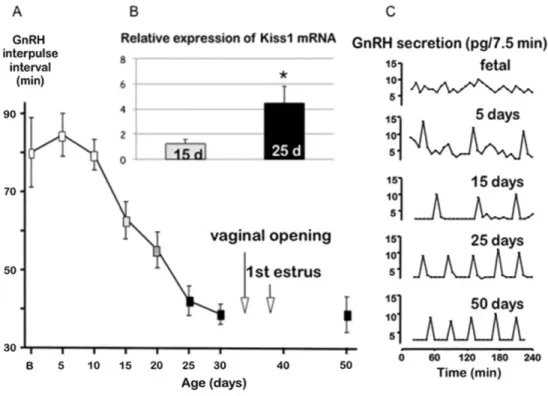 Fig. 6. (A) Evolution of mean GnRH interpuise interval throughout development in rats when studied ex vivo  using individual female hypothalamic expiants (mean ± SD, n = 5 animals per age group)