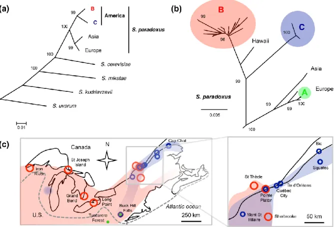 Figure 4: Two diverging lineages of S. paradoxus are partially sympatric in North  America