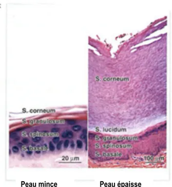 Figure 1.2 Couches de l’épiderme de la peau normale humaine  (Tirée de (Ash, et al., 2012)) 