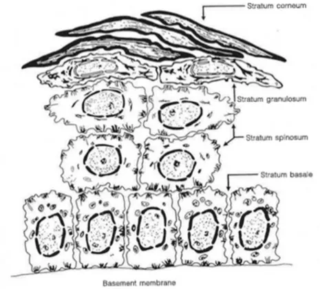 Figure 1.3 Différenciation des kératinocytes au travers des différentes couches de  l’épiderme 