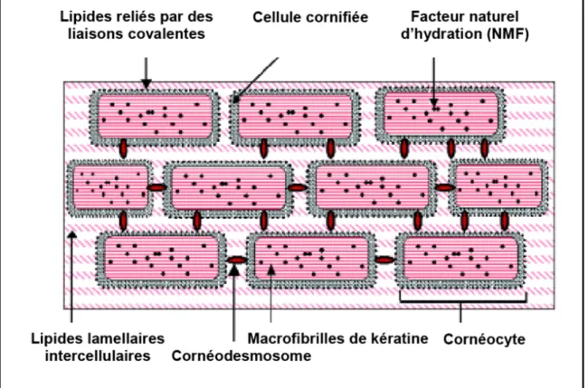 Figure 1.4 Représentation « Briques dans le mortier » des cornéocytes de la couche cornée  (Tirée de (Harding, 2004) et modifiée par Jessica Jean (Jean, 2010)) 