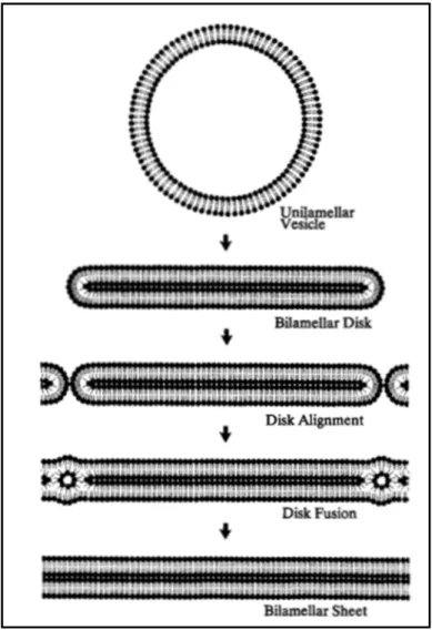 Figure 1.9 Formation des feuillets lipidiques bilamellaires  (Tirée de (Downing, 1992)) 
